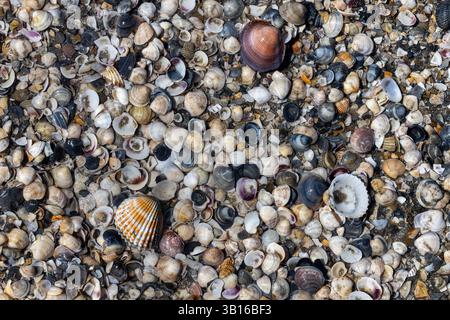 Colorful Sea Shells on Sandy Beach Stock Photo