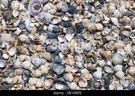 Sea Shells with Sand Particles on Beach Stock Photo