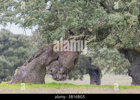 Holm oak, Evergreen oak, Holly oak, Evergreen Oak (Quercus ilex), trunk of a very old holm oaks in a dehesa, Spain, Extremadura, Alcantara Stock Photo