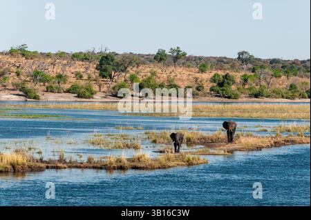 African elephant (Loxodonta africana), two elephants crossing the Chobe River, Botswana, Chobe National Park, Kasane Stock Photo