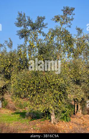 olive tree (Olea europaea ssp. sativa), olive tree with many unripe olives, Spain, Extremadura Stock Photo
