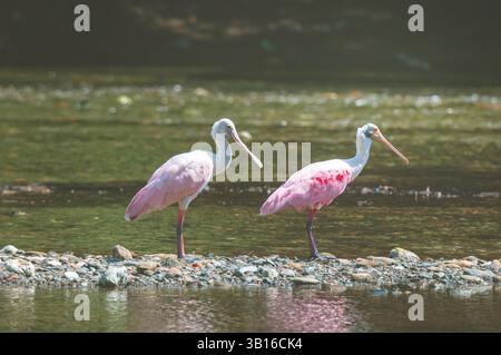 Roseate spoonbill (Ajaia ajaia, Ajaia ajaja, Platalea ajaja), a pair standing on a riverbank, Costa Rica, Osa Peninsula, Corcovado National Park Stock Photo