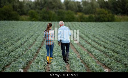 Rear view of two farmers walking side by side through a lush cabbage field, engaging in discussion. The man is older, while the woman appears younger, Stock Photo