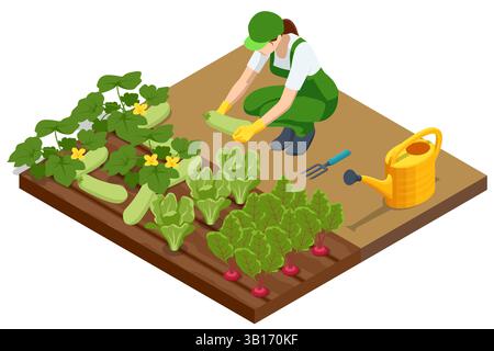 Agricultural cultivation. Isometric vector woman harvests zucchini and leafy greens on an organic vegetable patch, surrounded by gardening tools and a Stock Vector