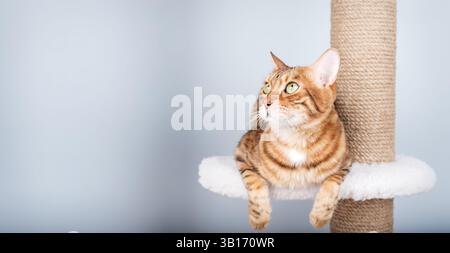 A beautiful Bengal cat relaxes on a modern multi-level scratching post. The minimalist interior with a blue wall creates the perfect backdrop for adve Stock Photo