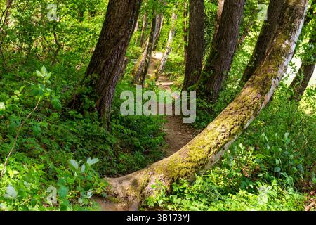 Hiking trail among trees, Sopron Mountains, Sopron, Hungary Stock Photo