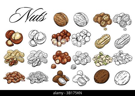 Set of various nuts in hand drawn style, including colored and outline versions. Great for food design and packaging. Stock Vector