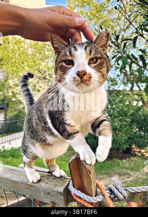 Man hand gently strokes her cat on the fur. The relationship between a cat and a person. Selective focus. Love cats and humans. Relationship, weasel. Stock Photo
