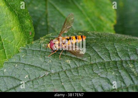 A hoverfly, with its distinctive orange and black stripes, rests on a vibrant green leaf in a natural setting. Stock Photo