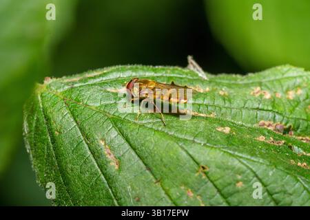 A hoverfly, Episyrphus balteatus, rests on a vibrant green leaf, showcasing its delicate wings and red eyes in a natural setting. Stock Photo