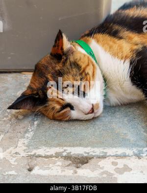 A calico cat with a green collar naps peacefully on a weathered stone step, bathed in soft daylight in Create, Greece. Stock Photo