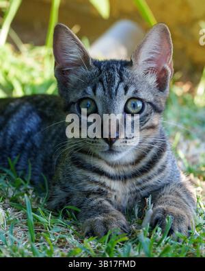 An adorable tabby kitten with striking green eyes rests on a patch of grass, enjoying the warm sunlight in Crete, Greece. Stock Photo