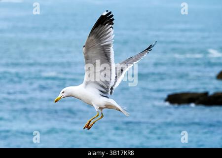 Seagulls in Flight Over the Ocean - Coastal Wildlife Photography Stock Photo