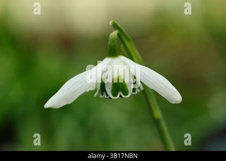 Galanthus 'Hippolyta' snowdrop, Greatorex double snowdrop with substantial green markings. UK Stock Photo