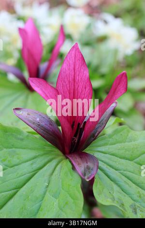 Trillium chloropetalum var. giganteum, or Giant wakerobin in a woodland garden border. UK Stock Photo