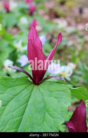 Trillium chloropetalum var. giganteum, or Giant wakerobin in a woodland garden border. UK Stock Photo