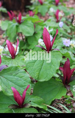 Trillium chloropetalum var. giganteum, or Giant wakerobin in a woodland garden border. UK Stock Photo