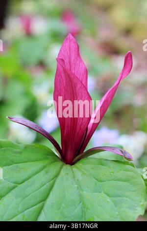 Trillium chloropetalum var. giganteum, or Giant wakerobin in a woodland garden border. UK Stock Photo
