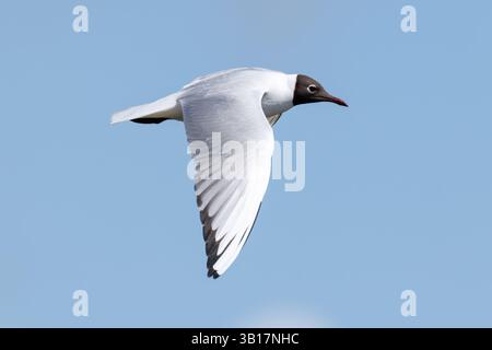 Black-headed Gull in summer plumage in flight against a blue sky Stock Photo