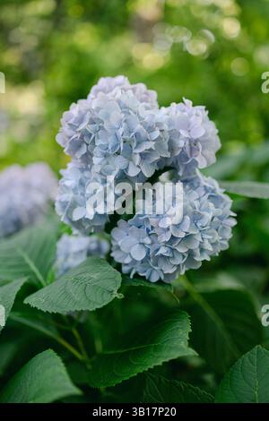 Delicate blue hydrangea flowers flourish amidst vibrant green leaves in a serene garden setting. Stock Photo