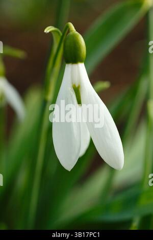Galanthus elwesii Edith greater snowdrop, a larger variety of snowdrop with a broad green inner marking. UK Stock Photo