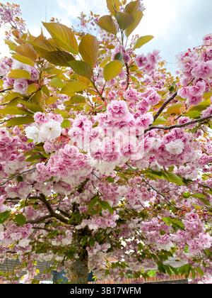 A close up view of blossom on a flowering cherry tree. Stock Photo