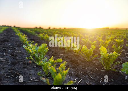 Green sprouts of sugar beet in fertile soil close-up Stock Photo