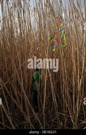 A boy in a green shirt walks into tall dry reeds, reaching for a colorful kite tangled among the stalks. The scene captures a quiet, curious moment of Stock Photo