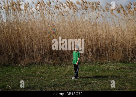 A smiling boy stands on a grassy field in front of tall dry reeds, holding a string attached to a colorful kite tangled in the vegetation. It is a sun Stock Photo