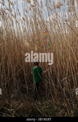 A boy in a green shirt walks into tall dry reeds, reaching for a colorful kite tangled among the stalks. The scene captures a quiet, curious moment of Stock Photo