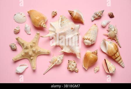Many different seashells and starfish on pink background Stock Photo