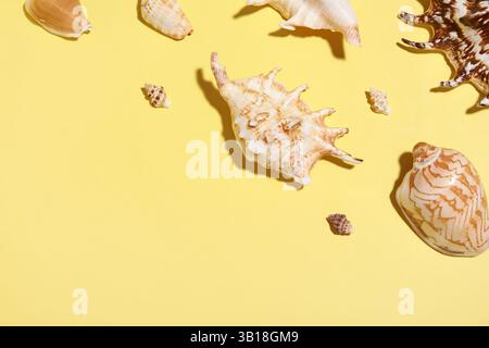 Many different seashells on yellow background Stock Photo