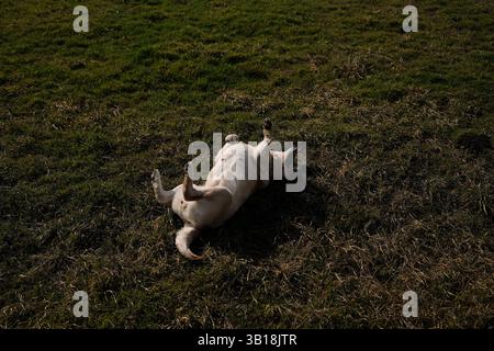 A playful Labrador retriever lies on its back in a grassy field, joyfully rolling around. The dog enjoys a carefree moment outdoors, basking in nature Stock Photo