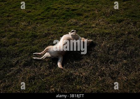 A playful Labrador retriever lies on its back in a grassy field, joyfully rolling around. The dog enjoys a carefree moment outdoors, basking in nature Stock Photo