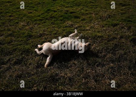 A playful Labrador retriever lies on its back in a grassy field, joyfully rolling around. The dog enjoys a carefree moment outdoors, basking in nature Stock Photo