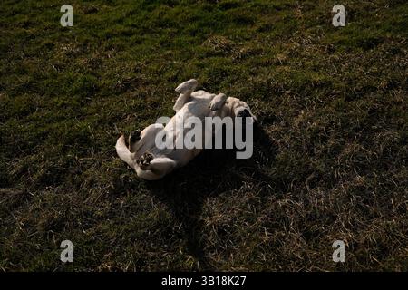 A playful Labrador retriever lies on its back in a grassy field, joyfully rolling around. The dog enjoys a carefree moment outdoors, basking in nature Stock Photo