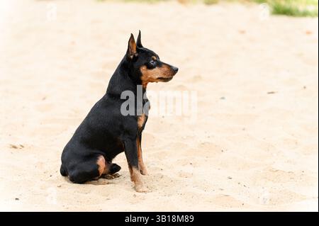 Black and tan miniature pinscher dog sitting on a light sandy surface. Outdoor natural daylight, no people, calm setting with neutral background. Stock Photo