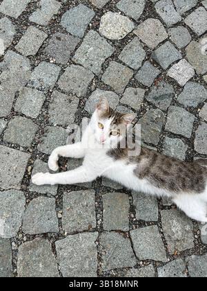 The image shows a white and brown tabby cat lying on its side on a cobblestone pavement. The cat is facing upward, making eye contact with the camera. Stock Photo