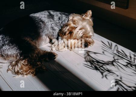 A cute yorkshire terrier rests in a sunlit spot, its fur catching the light, with shadows creating a beautiful contrast on the white floor Palm shadow Stock Photo