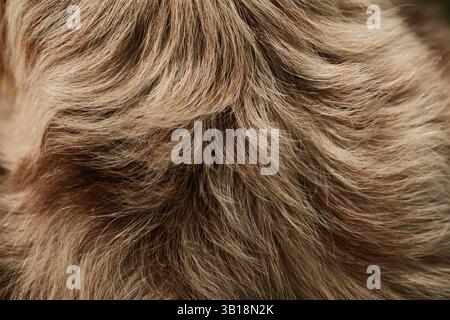 Dog fur showing fine texture and color gradient from white to dark brown. The strands are sleek, smooth, and slightly tousled. Red merle color border Stock Photo
