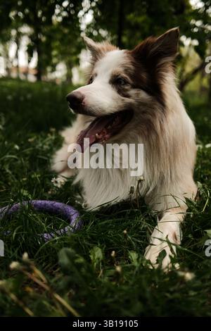 A fluffy red merle Border Collie is lying on green grass in a park, panting happily with a purple ring toy nearby, enjoying a relaxing moment in the s Stock Photo