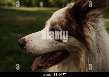 Fluffy red merle border collie with a brown nose and heterochromia eyes, breathing softly in a green park on a warm day. Large profile portrait. A dog Stock Photo