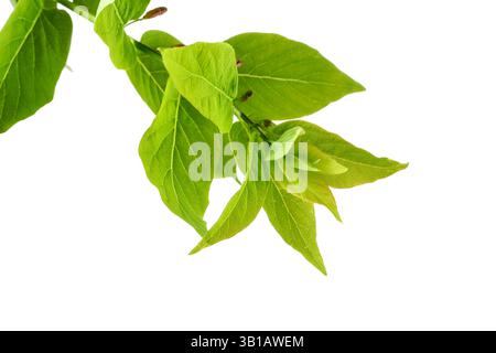 Branch of hackberry tree isolated on white Stock Photo