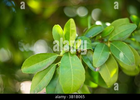 unripe oranges growing on a tree Stock Photo