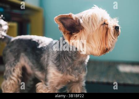 A curious yorkshire terrier dog poses, showing off its unique haircut and attentive pose against a blue background. The dog's face and ears stand out. Stock Photo