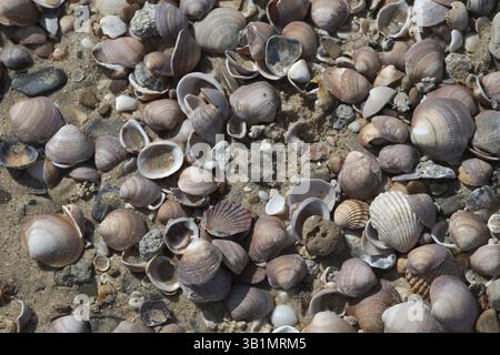 Shells on the beach of Valdevaqueros, Cadiz, Spain, Europe Stock Photo