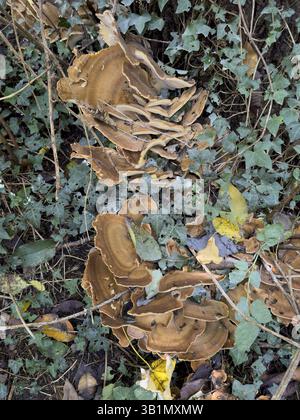 Wood-destroying fungus butterfly tramete (Trametes versicolor) grows on old wood in undergrowth in forest, Germany, Europe Stock Photo