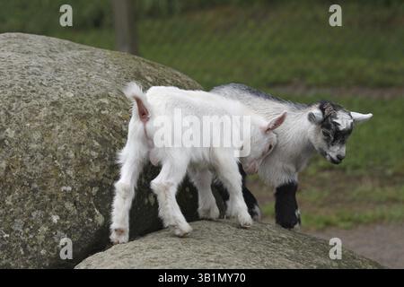 Domestic goat (Capra aegagrus hircus) playing young, Central Sweden, Sweden, Scandinavia, Central Sweden, Sweden, Europe Stock Photo