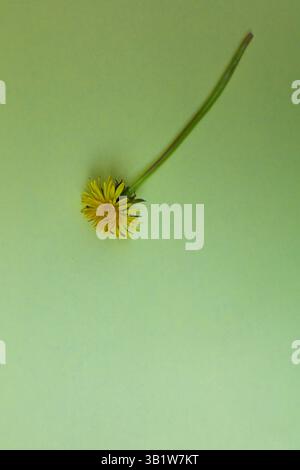 Minimalist abstract concept bright paper on a crumpled background in different designs and photos Stock Photo