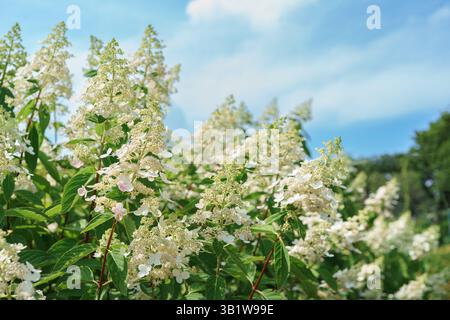 Bush of blooming white flowers of hydrangea paniculata on blue sky background close up, macro in the summer garden or park. Gardening, decorative wedd Stock Photo
